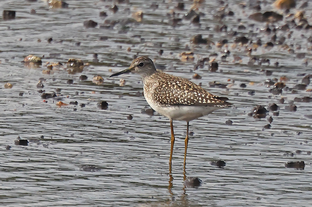 Wood sandpiper